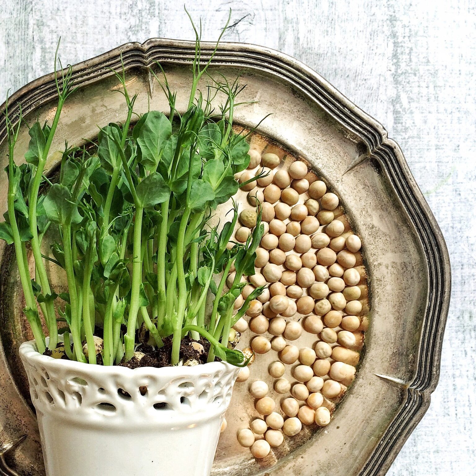 Вітаміни на підвіконні: як виростити мікрозелень вдома