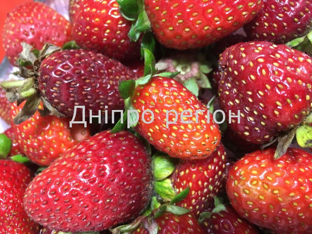 Будете збирати відрами: чим підживити полуницю в травні, щоб смакувати в червні Будете збирати відрами: чим підживити полуницю в травні, щоб смаковати в червні