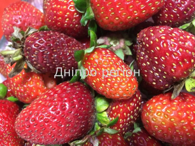 Будете збирати відрами: чим підживити полуницю в травні, щоб смаковати в червні