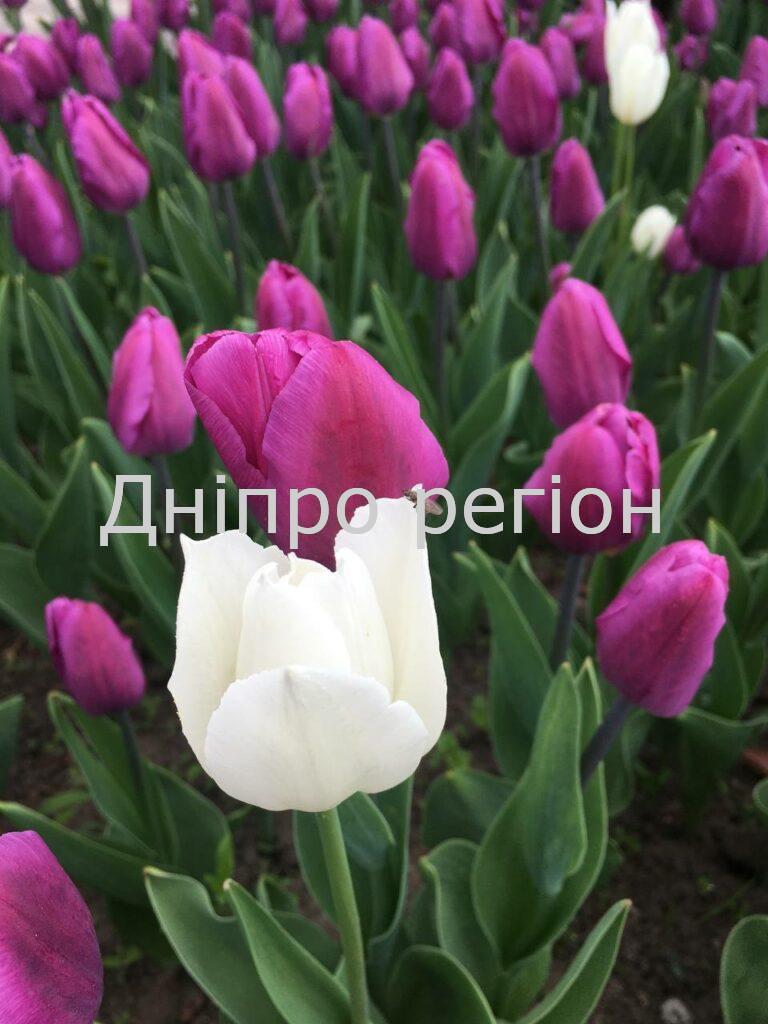 Щороку радітимете величезним тюльпанам: зробіть це відразу, як вони відцвітуть На Дніпропетровщину повертається весняне тепло: прогноз погоди на 8-9 березня