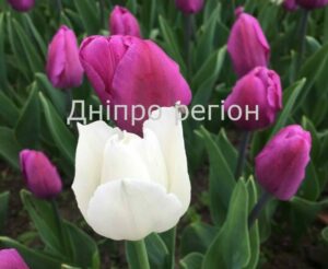 2 квітня 2026 — чому сьогодні не можна відмовляти в допомозі: прикмети та заборони дня