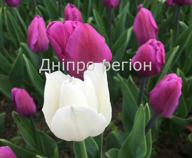 2 квітня 2026 — чому сьогодні не можна відмовляти в допомозі: прикмети та заборони дня