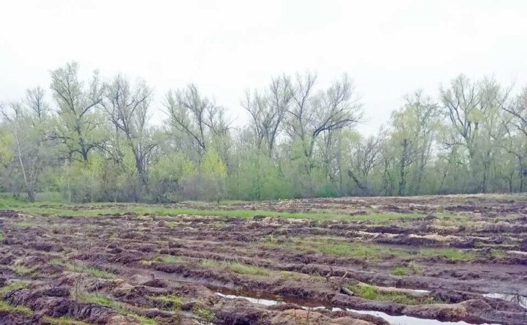 Через підтоплення страждають ліси - Дніпро Регіон