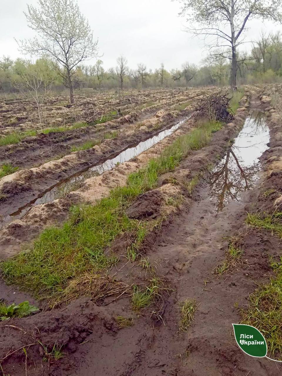 Через підтоплення страждають ліси - Дніпро Регіон 