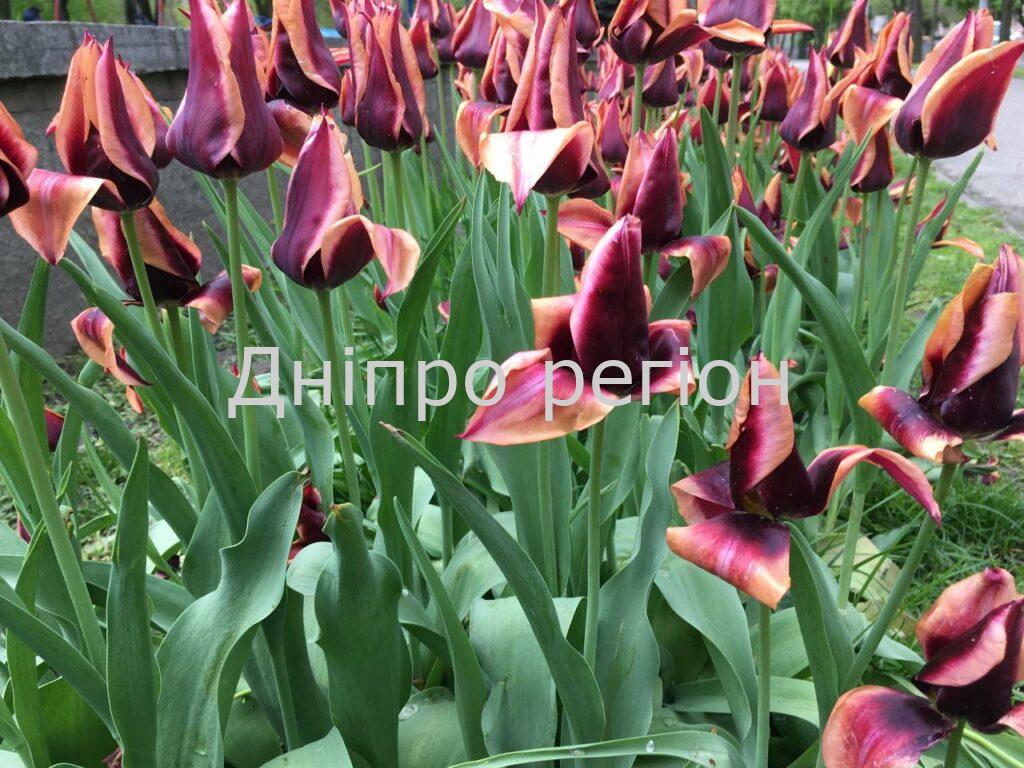 5 травня – Луків день: прикмети, традиції та що категорично заборонено робити Щороку радітимете величезним тюльпанам: зробіть це відразу, як вони відцвітуть