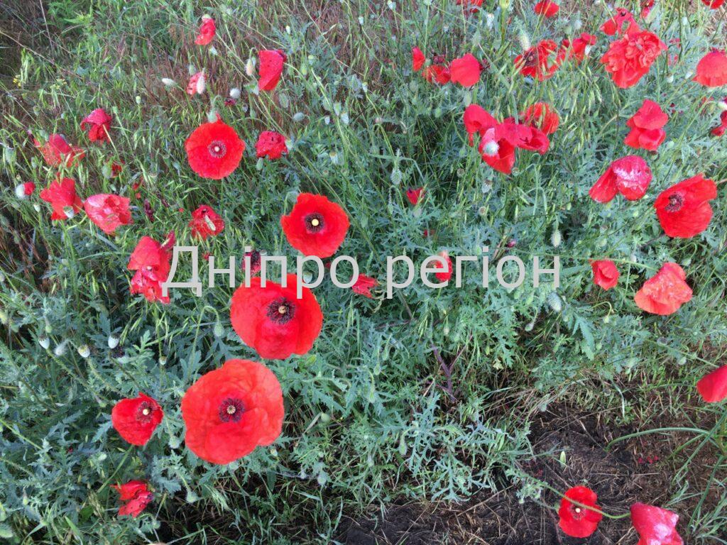 Яке свято 9 травня: традиції, прикмети та що заборонено робити Яке свято 9 травня: традиції, прикмети та що заборонено робити