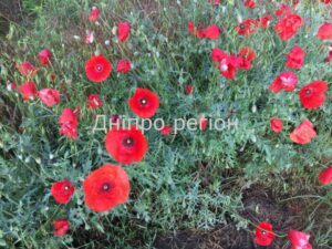 Яке свято 9 травня: традиції, прикмети та що заборонено робити