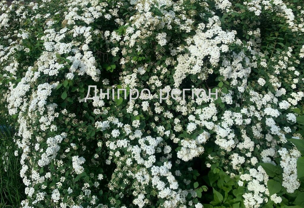 12 травня –день «Дев’яти цілителів»: прикмети, традиції та що категорично заборонено робити 12 травня –день «Дев’яти цілителів»: прикмети, традиції та що категорично заборонено робити