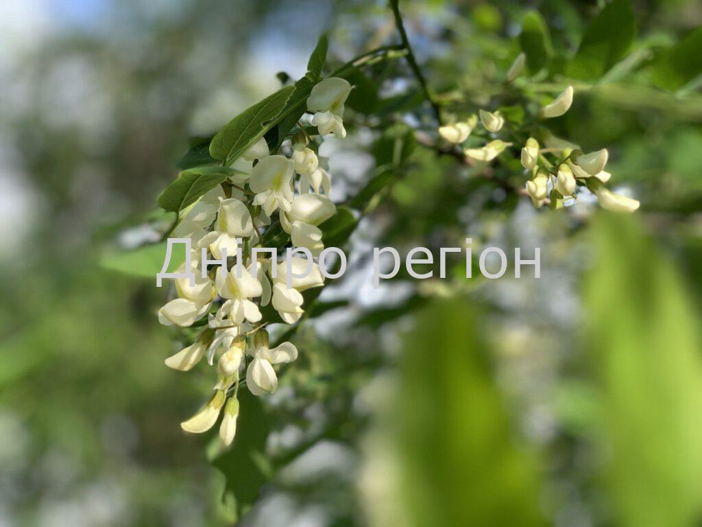 30 травня – день Євдокії Свистунки: що категорично заборонено робити 30 травня – день Євдокії Свистунки: що категорично заборонено робити