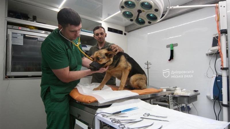 Хто може безкоштовно стерилізувати собак - Дніпро Регіон 