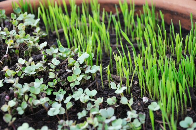 Вітаміни на підвіконні: як виростити мікрозелень вдома