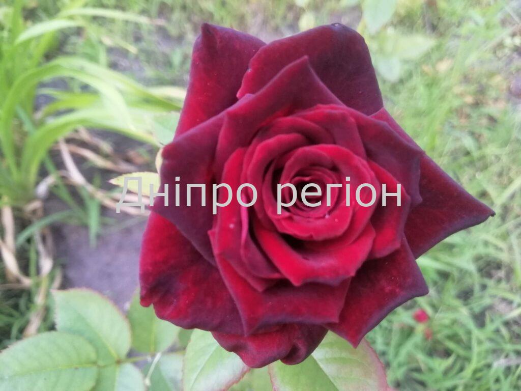 Підгодуйте цим троянди у червні, щоб насолоджуватися красою до осіні. Експерт розповів про три органічні засоби Підгодуйте цим троянди у червні, щоб насолоджуватися красою до осіні. Експерт розповів про три органічні засоби