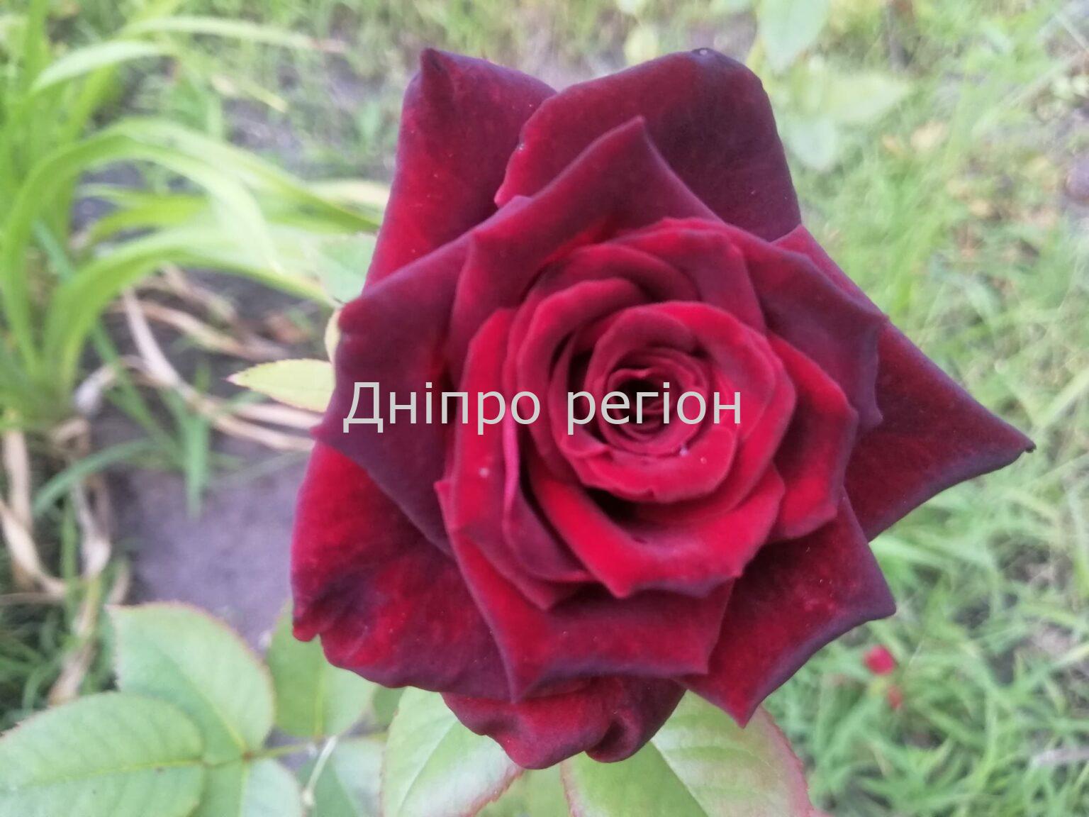 Підгодуйте цим троянди у червні, щоб насолоджуватися красою до осіні. Експерт розповів про три органічні засоби Підгодуйте цим троянди у червні, щоб насолоджуватися красою до осіні. Експерт розповів про три органічні засоби