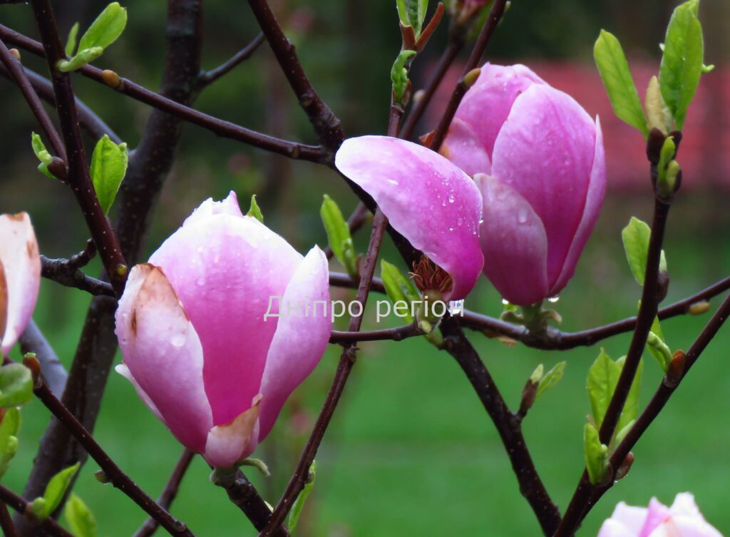 Магнолія в саду: посадка, підживлення, догляд Магнолія в саду: посадка, підживлення, догляд