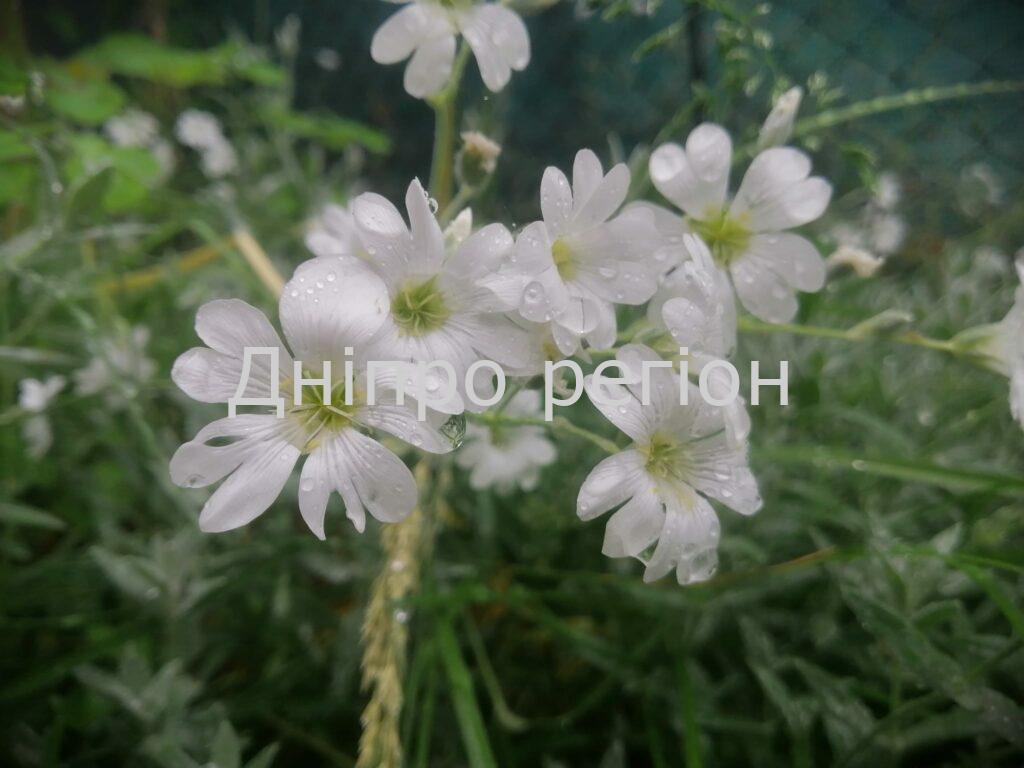 Гороскоп для всіх знаків Зодіаку з 19 по 25 червня