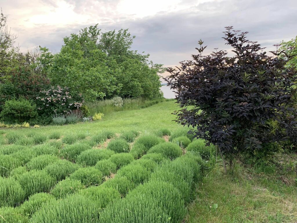 Фіолетове море на схилах річки: де під Дніпром влаштувати лавандову фотосесію Де під Дніпром влаштувати лавандову фотосесію - Дніпро Регіон