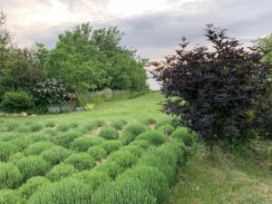 Фіолетове море на схилах річки: де під Дніпром влаштувати лавандову фотосесію