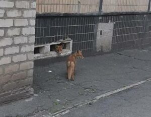 У Кривому Розі в підвалі багатоповерхівки поселилася лисичка з лисеням