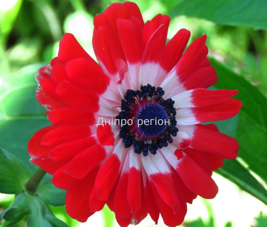 8 червня – день Карпа і Алфея: прикмети, традиції та заборони дня 8 червня – день Карпа і Алфея: прикмети, традиції та заборони дня