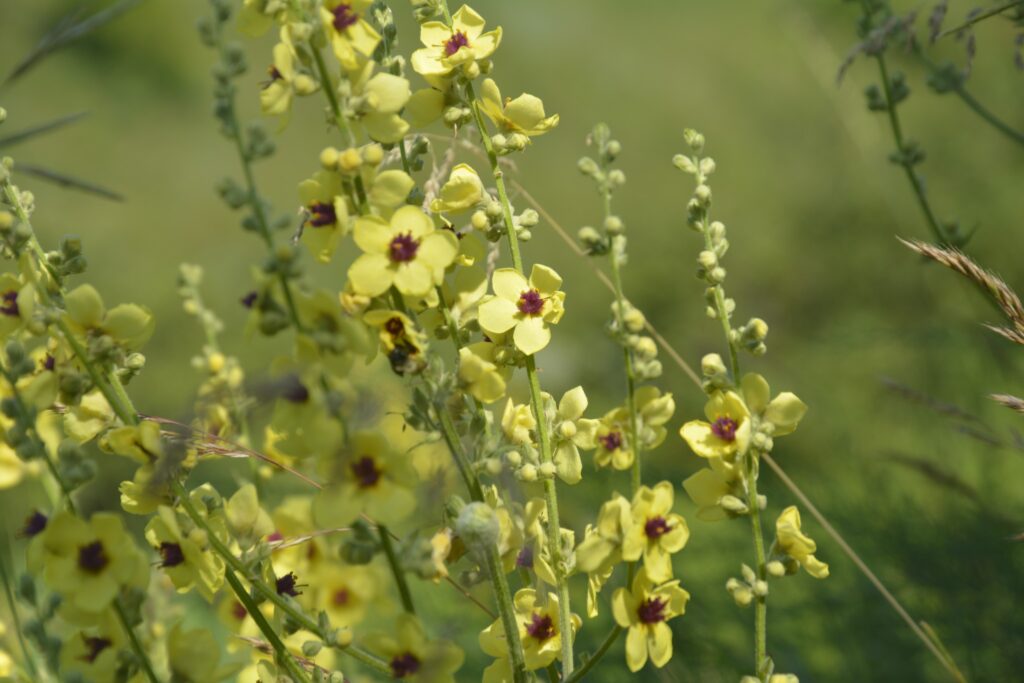 27 червня – чому не можна стригти волосся: яке церковне свято, прикмети та що не можна робити цього дня 27 червня – чому не можна стригти волосся: яке церковне свято, прикмети та що не можна робити цього дня