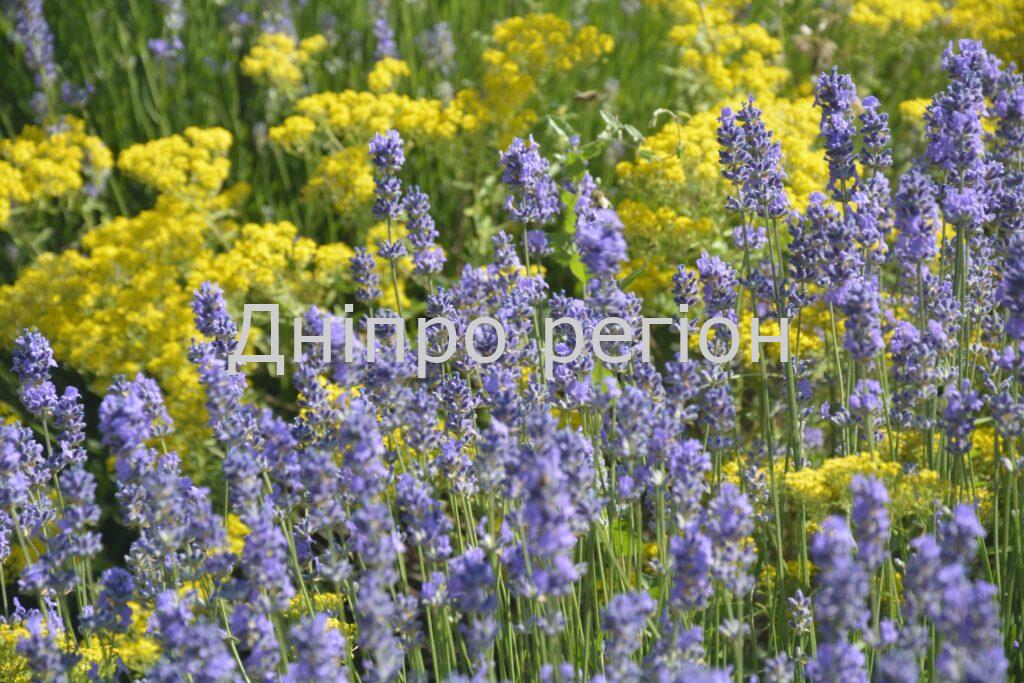 27 серпня – день пророка Михея: прикмети та заборони дня