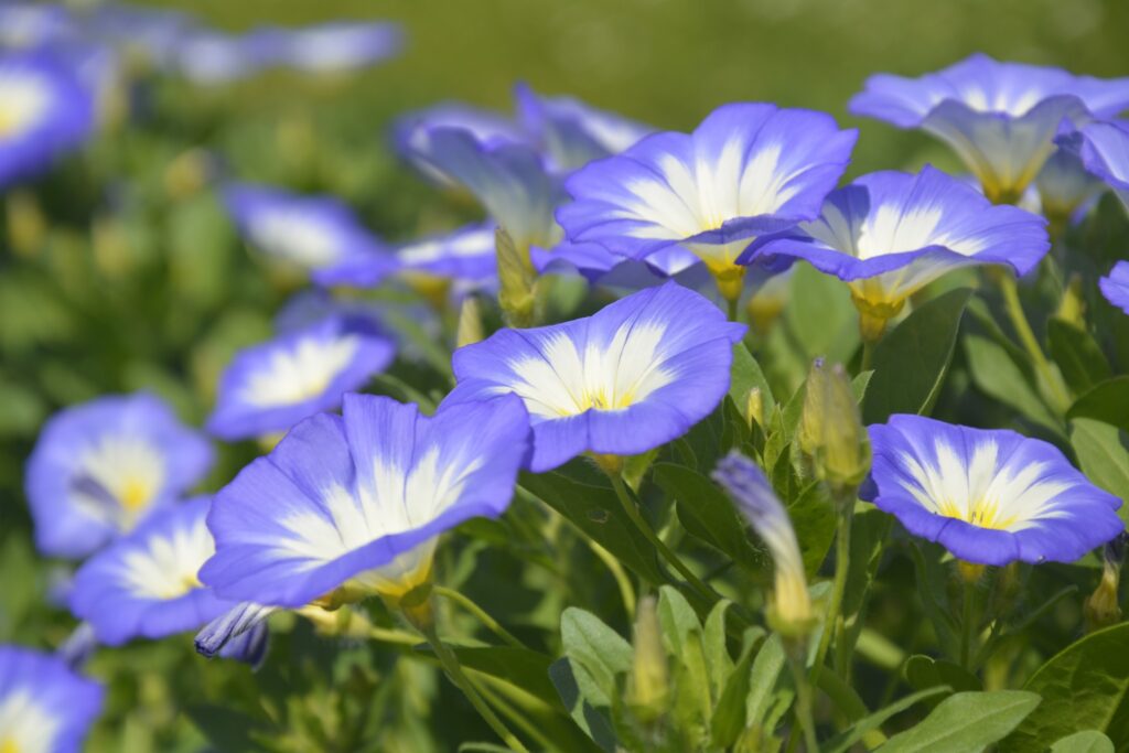 23 червня – день несподіваних неприємностей: яке сьогодні церковне свято, прикмети та що не можна робити 23 червня – день несподіваних неприємностей: яке сьогодні церковне свято, прикмети та що не можна робити