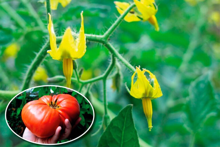 Підгодуйте помідори борною кислотою під час цвітіння: як зібльшити урожай