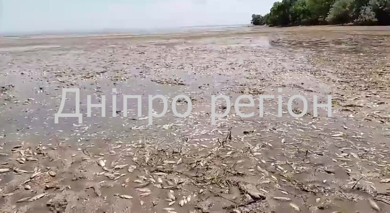 В Дніпропетровській області масовий мор риби: збитки можуть сягнути близько 4 млрд грн В Дніпропетровській області масовий мор риби - Дніпро Регіон