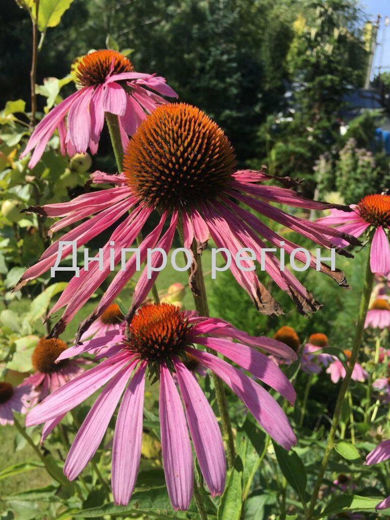 6 червня – день Симеона Стовпника: не можна прати, щоб не втратити удачу 6 червня – день Симеона Стовпника: не можна прати, щоб не втратити удачу