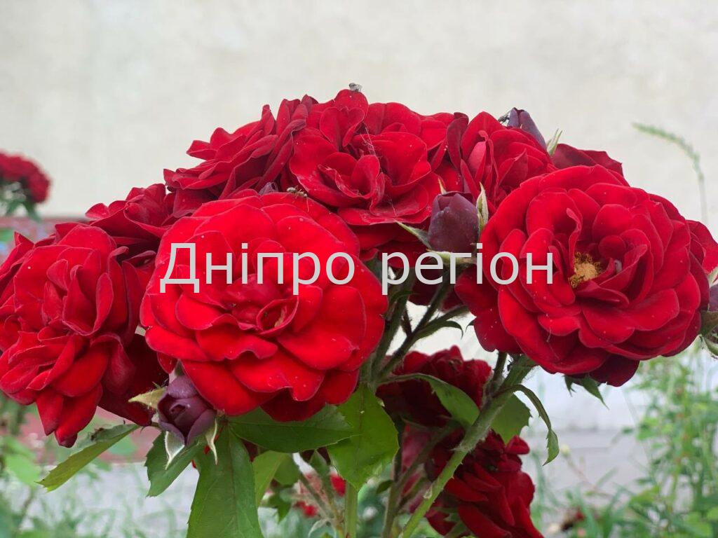 Пересадка троянд влітку: як зберегти квітку, щоб не пропала Пересадка троянд влітку: як зберегти квітку, щоб не пропала
