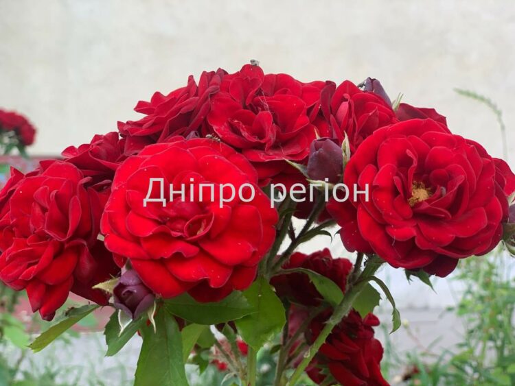 Пересадка троянд влітку: як зберегти квітку, щоб не пропала