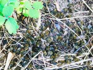 Масове отруєння бджіл в Підгородному: місцеві мешканці звинувачують фермерів