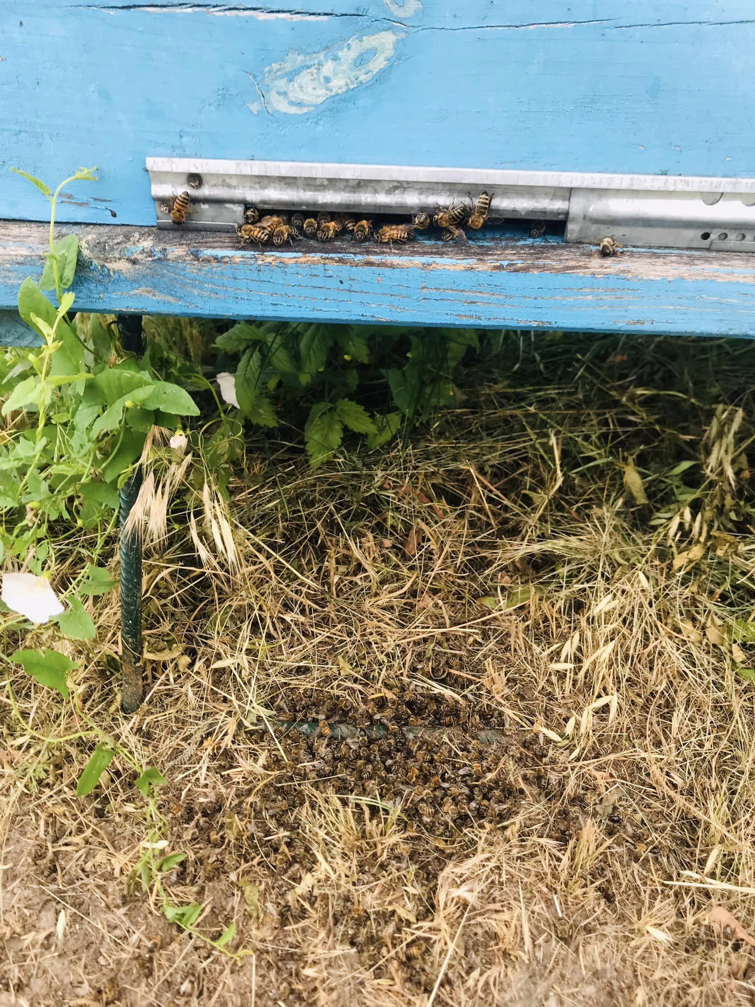 Масове отруєння бджіл в Підгородному - Дніпро Регіон