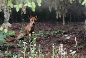 У Дніпрі мешканців ж/м Тополя перелякала лисиця