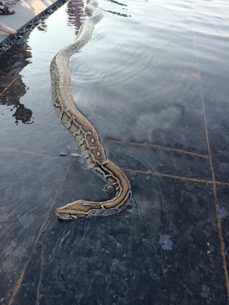 У Дніпрі в сквері Прибережний помітили гігантську змію (Фото)