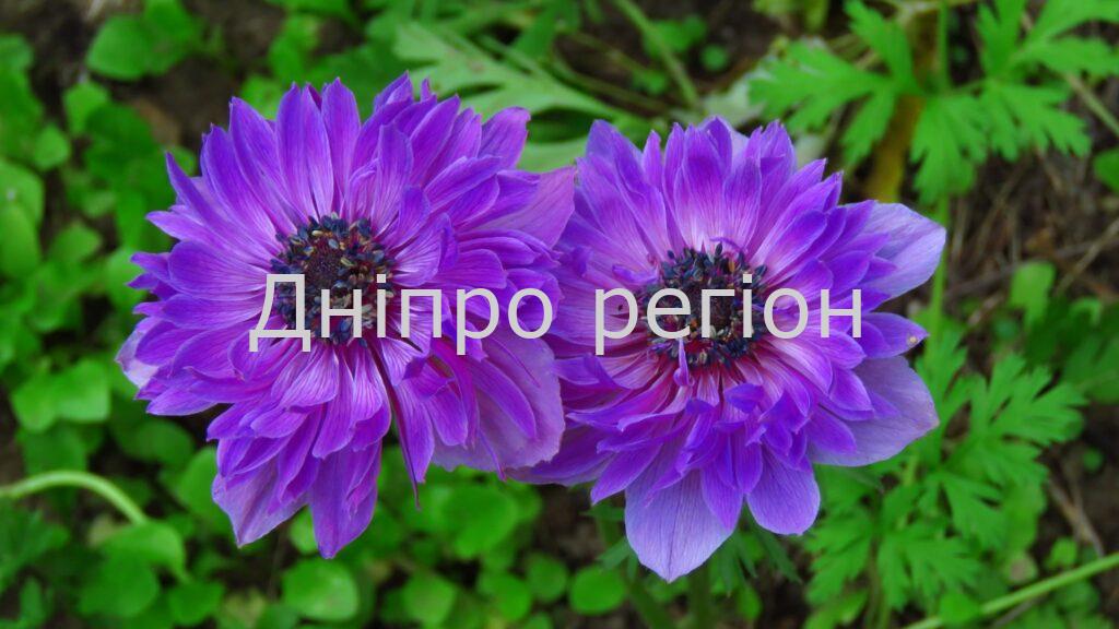 8 серпня – Єрмолаєв день: все про цей день та що не можна робити 8 серпня - Єрмолаєв день: все про цей день та що не можна робити