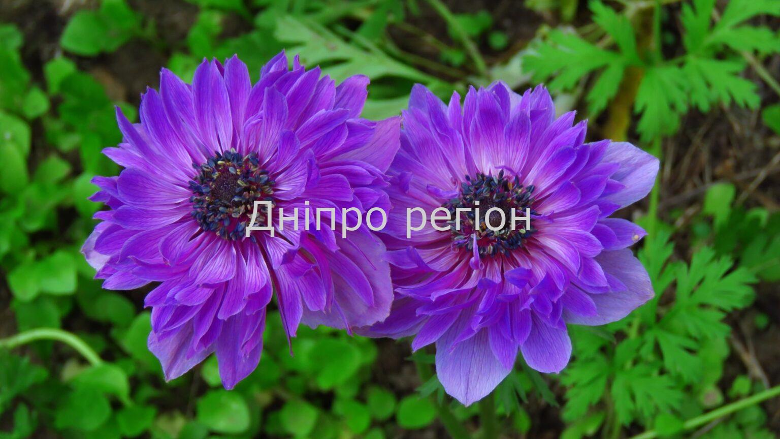 8 серпня – Єрмолаєв день: все про цей день та що не можна робити 8 серпня - Єрмолаєв день: все про цей день та що не можна робити