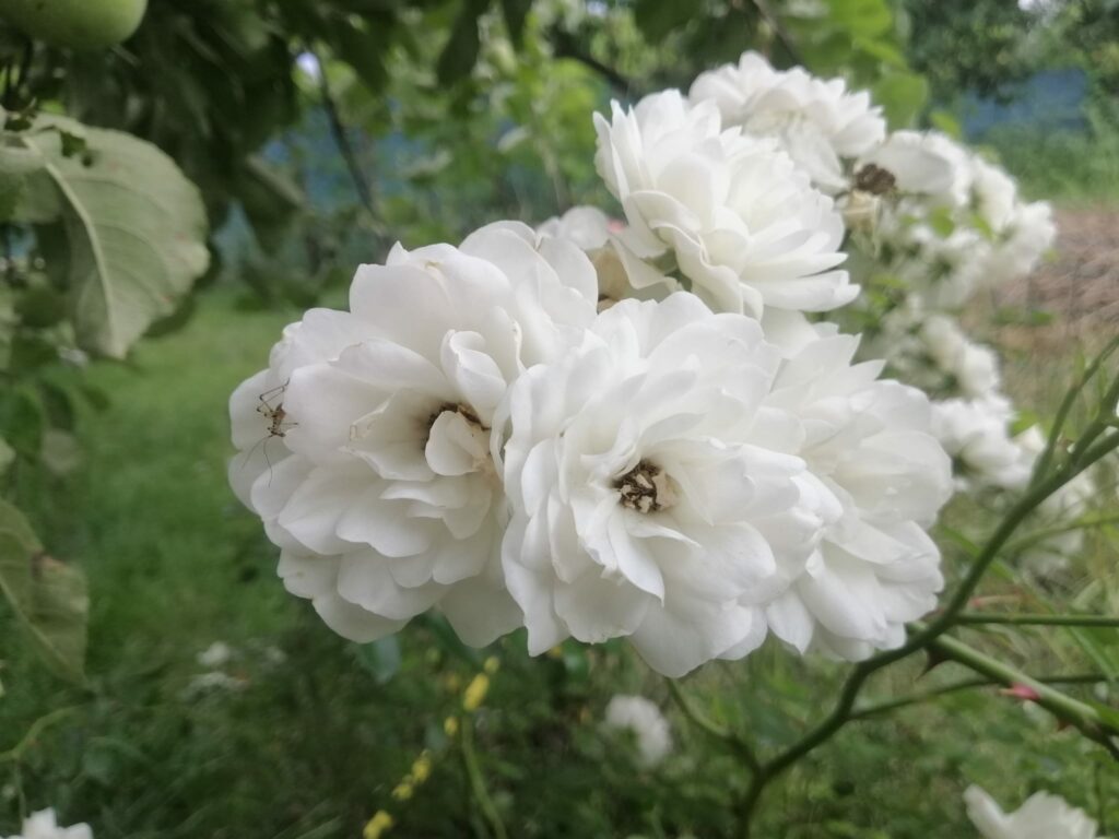 23 серпня – день Лаврентія: прикмети та заборони дня 23 серпня - день Лаврентія: прикмети та заборони дня