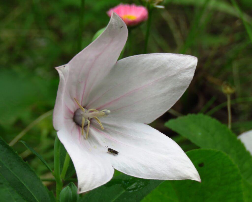 18 серпня – день Євсігнія Житника: прикмети та заборони дня 18 серпня - день Євсігнія Житника: прикмети та заборони дня