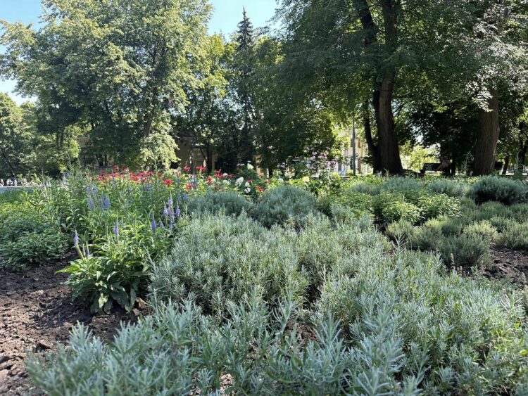 Квітне та пахне: у парку Шевченка в Дніпрі розрослася аромаклумба (ФОТО)