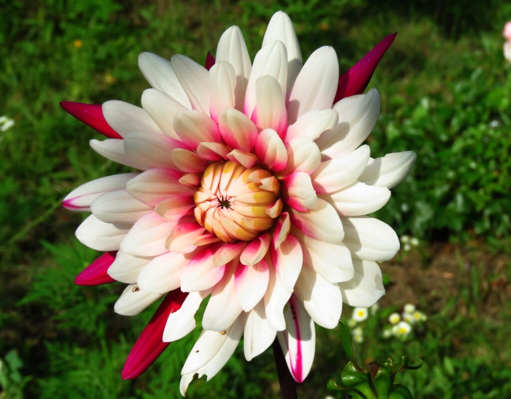 21 серпня – день святого Григорія Печерського: прикмети та заборони дня 1 вересня правславні вшановують пам"ять праведного Ісуса Навина. про те ким був Ісус Навин, про прикмети, що можна і не можна робити 1 вересня