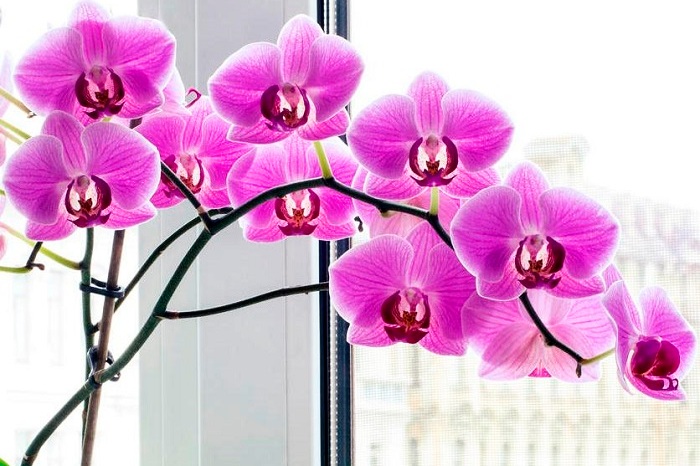 Що робити з орхідеєю після цвітіння: догляд в домашніх умовах