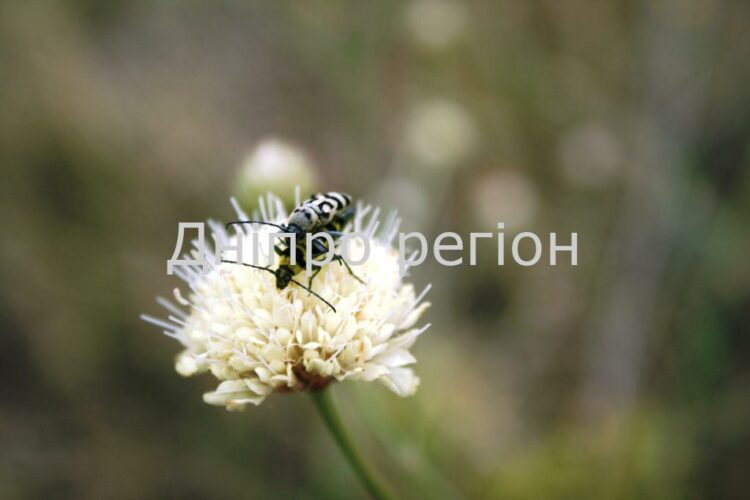 12 серпня – День Сили: прикмети та заборони дня 12 серпня - День Сили: прикмети та заборони дня