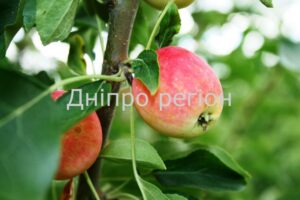 Яблучний Спас 2023: все, що треба знати про свято