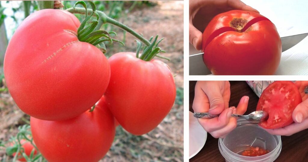 Як зібрати та зберігати насіння помідорів, щоб вони потім дали добрий урожай Як зібрати та зберігати насіння помідорів, щоб вони потім дали добрий урожай