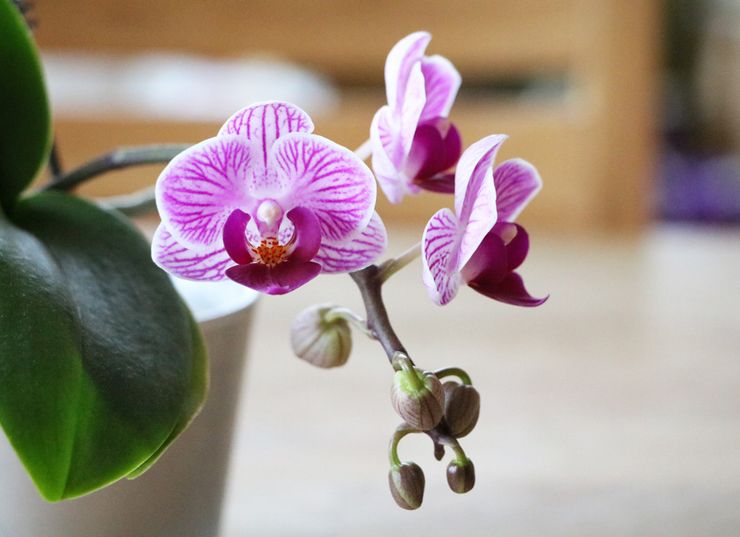 Що робити з орхідеєю після цвітіння: догляд в домашніх умовах