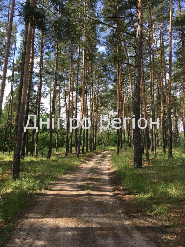 Дерева–талісмани: навіщо обіймати дерева і як вибрати те, що підходить вам 2 вересня – день Івана Постника: прикмети та заборони дня