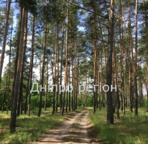 Дерева–талісмани: навіщо обіймати дерева і як вибрати те, що підходить вам