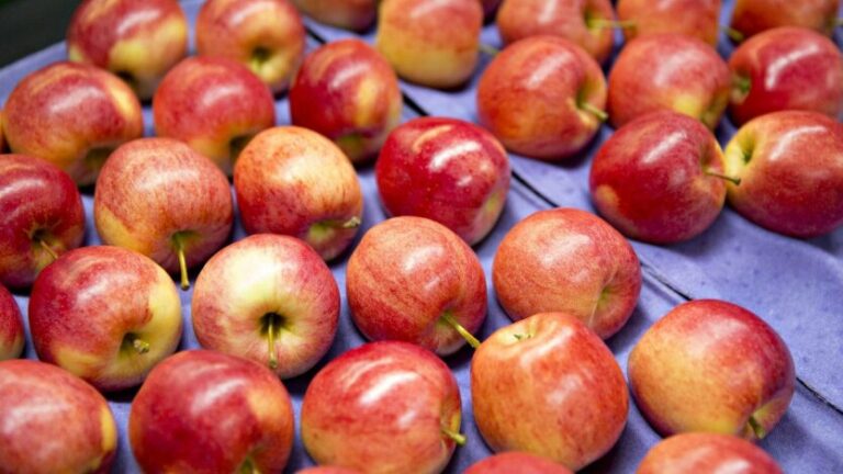 Яблука – користь чи шкода: що буде, якщо їсти щодня
