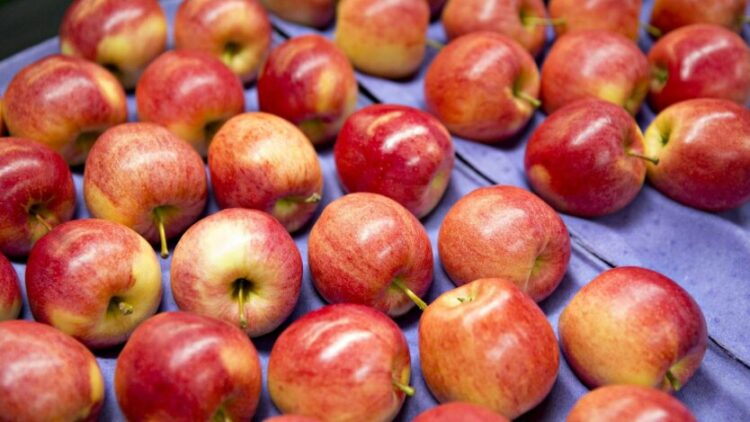 Преображення Господнє 2023: чому освячують яблука та виноград